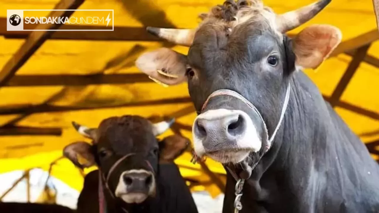 Et ve Süt Kurumu, elde kalan kurbalıkları satın alacak