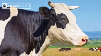 Düve kesimine yönelik endişeler artıyor