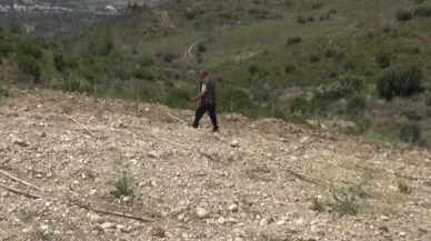 Antalya'da 1100 zeytin fidanı arazisine diken çiftçinin acı hikayesi: Fidanları traktör ezdi!