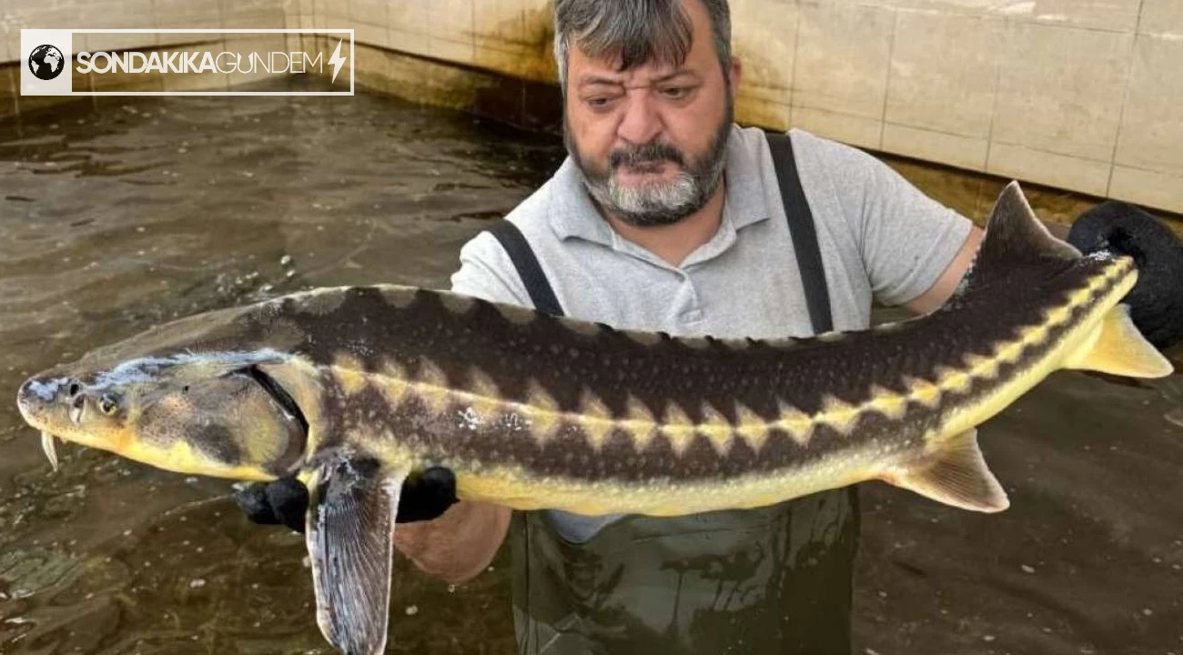 250 milyon yıllık bir geçmişe sahip olan Bolu'daki tesis, üretimine ilk kez başladı.